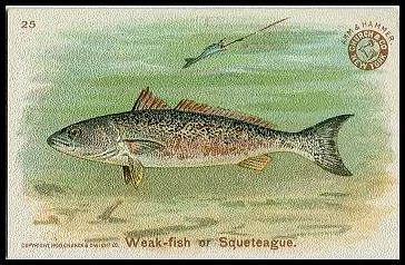 J15 25 Weak-fish or Squeteague.jpg